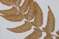 貫眾蕨藏品圖，第4張