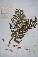 禾稈蹄蓋蕨藏品圖，第1張