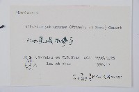 禾稈蹄蓋蕨藏品圖，第2張