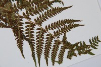 禾稈蹄蓋蕨藏品圖，第3張