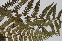 禾稈蹄蓋蕨藏品圖，第4張