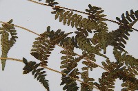 禾稈蹄蓋蕨藏品圖，第5張