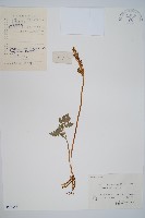 陰地蕨藏品圖，第1張