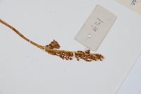 陰地蕨藏品圖，第3張