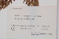 烏蕨藏品圖，第2張