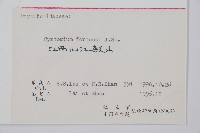 貫眾蕨藏品圖，第2張