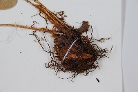 貫眾蕨藏品圖，第3張