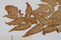 貫眾蕨藏品圖，第5張