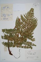 金鶴鱗毛蕨藏品圖，第1張