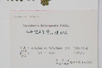 金鶴鱗毛蕨藏品圖，第2張