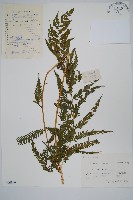 假毛蕨藏品圖，第1張