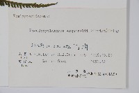 假毛蕨藏品圖，第2張