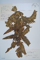 日本狗脊蕨藏品圖，第1張