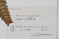 日本狗脊蕨藏品圖，第2張