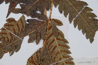 日本狗脊蕨藏品圖，第3張