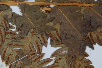 日本狗脊蕨藏品圖，第4張