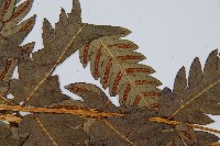 日本狗脊蕨藏品圖，第5張