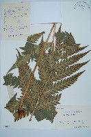 日本狗脊蕨藏品圖，第1張