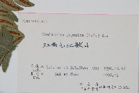 日本狗脊蕨藏品圖，第2張