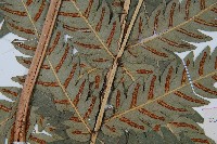 日本狗脊蕨藏品圖，第3張