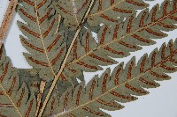 日本狗脊蕨藏品圖，第4張