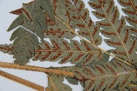 日本狗脊蕨藏品圖，第5張