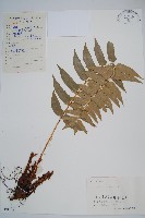 貫眾蕨藏品圖，第1張