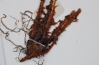 貫眾蕨藏品圖，第3張