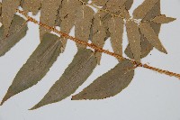 貫眾蕨藏品圖，第4張