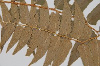 貫眾蕨藏品圖，第5張