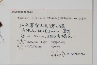 金雞腳藏品圖，第2張