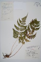 長葉鱗毛蕨藏品圖，第1張