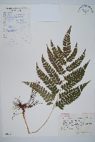 斜方複葉耳蕨藏品圖，第1張