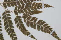 斜方複葉耳蕨藏品圖，第3張