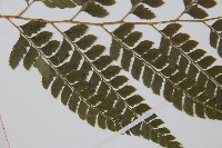 斜方複葉耳蕨藏品圖，第4張