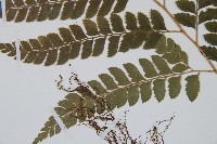 斜方複葉耳蕨藏品圖，第5張