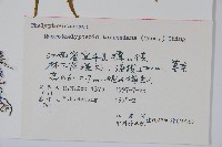 大金星蕨藏品圖，第2張