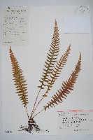 翅軸假金星蕨、短柄卵果蕨藏品圖，第1張