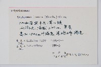 單葉雙蓋蕨藏品圖，第2張