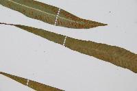 單葉雙蓋蕨藏品圖，第4張