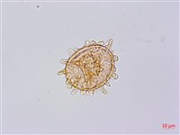 單葉雙蓋蕨藏品圖，第4張