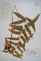 華中峨眉蕨藏品圖，第1張