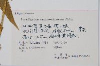 華中峨眉蕨藏品圖，第2張