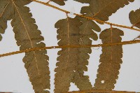 華中峨眉蕨藏品圖，第4張