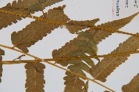 華中峨眉蕨藏品圖，第5張