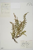 縮羽鐵角蕨藏品圖，第1張