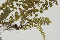 縮羽鐵角蕨藏品圖，第6張