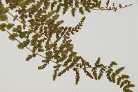 縮羽鐵角蕨藏品圖，第7張