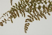 縮羽鐵角蕨藏品圖，第8張