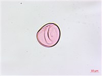 縮羽鐵角蕨藏品圖，第2張